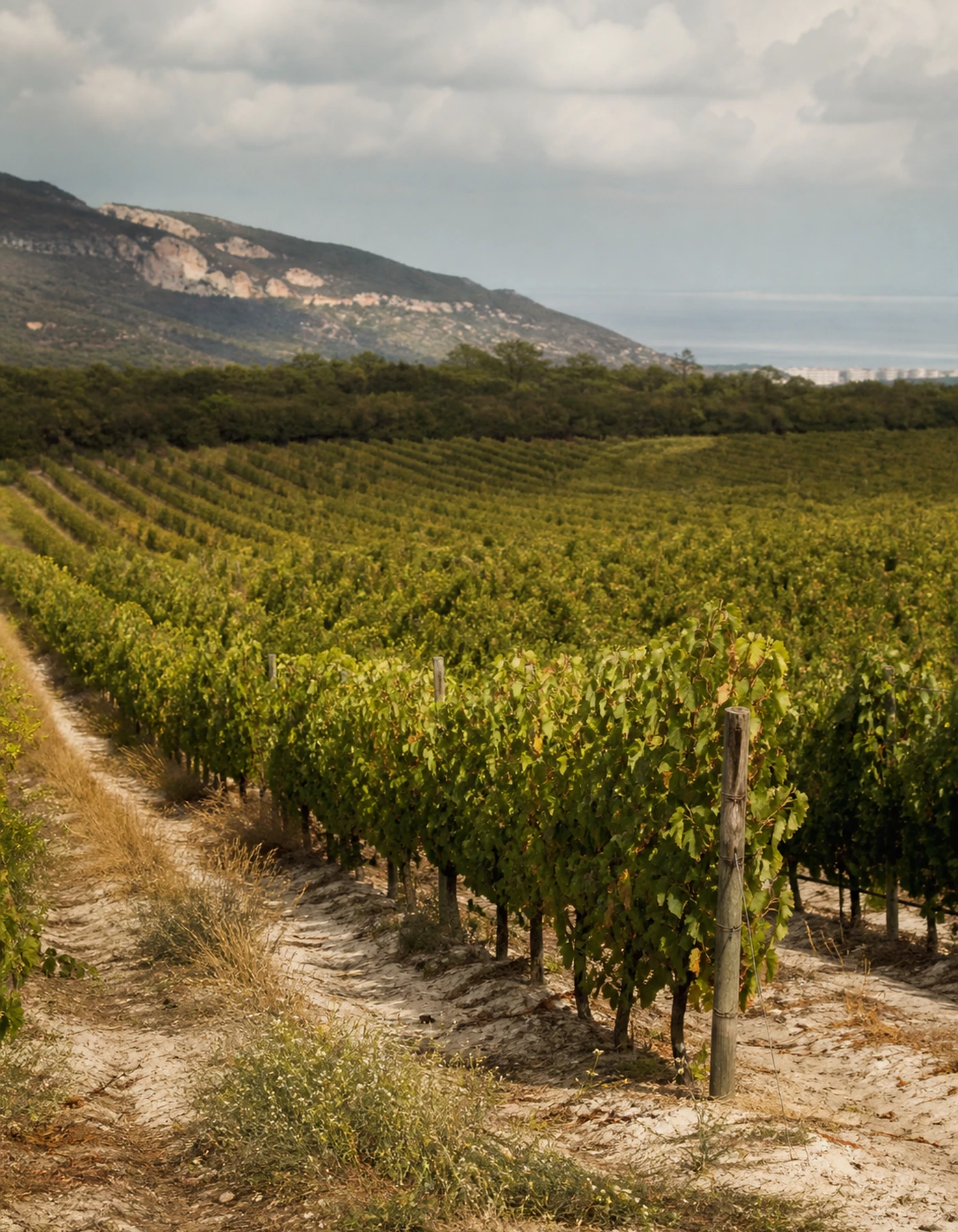 Valentina Premium Tinto 2022 - Imagen 3